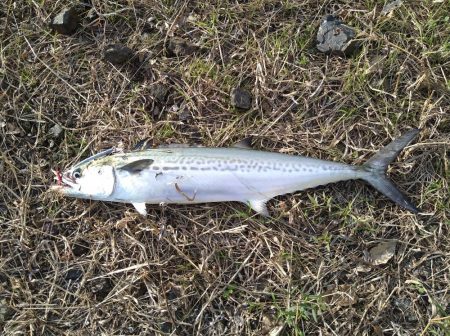 リーダーがズタズタに